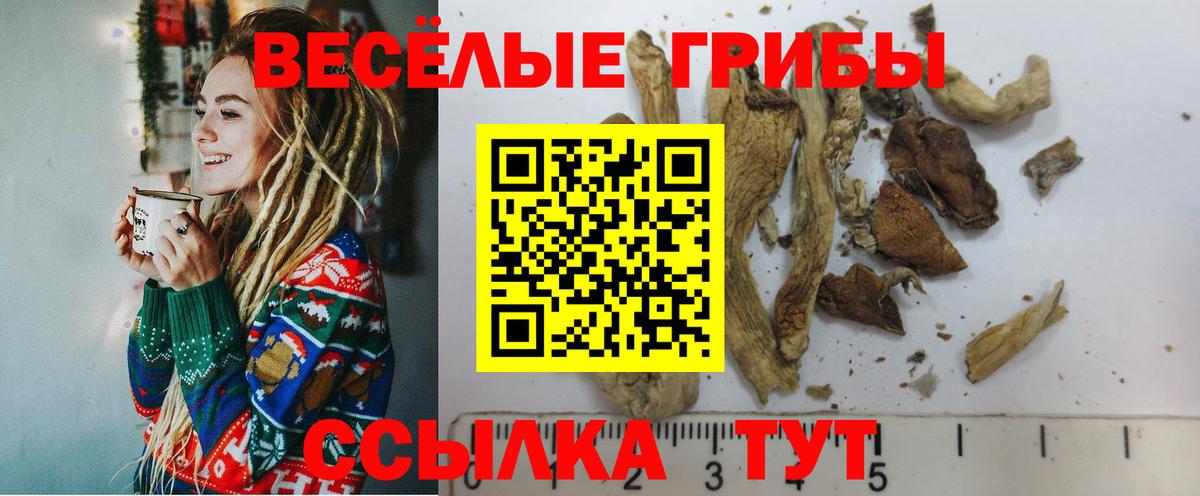 Псилоцибиновые грибы Cubensis  Вход с VPN  Карабулак  Псилоцибиновые грибы прущие грибы 